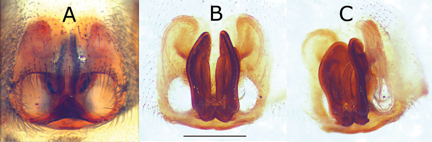 Image of Eustiromastix