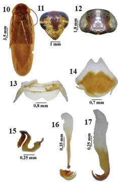 Litopeltis resmi