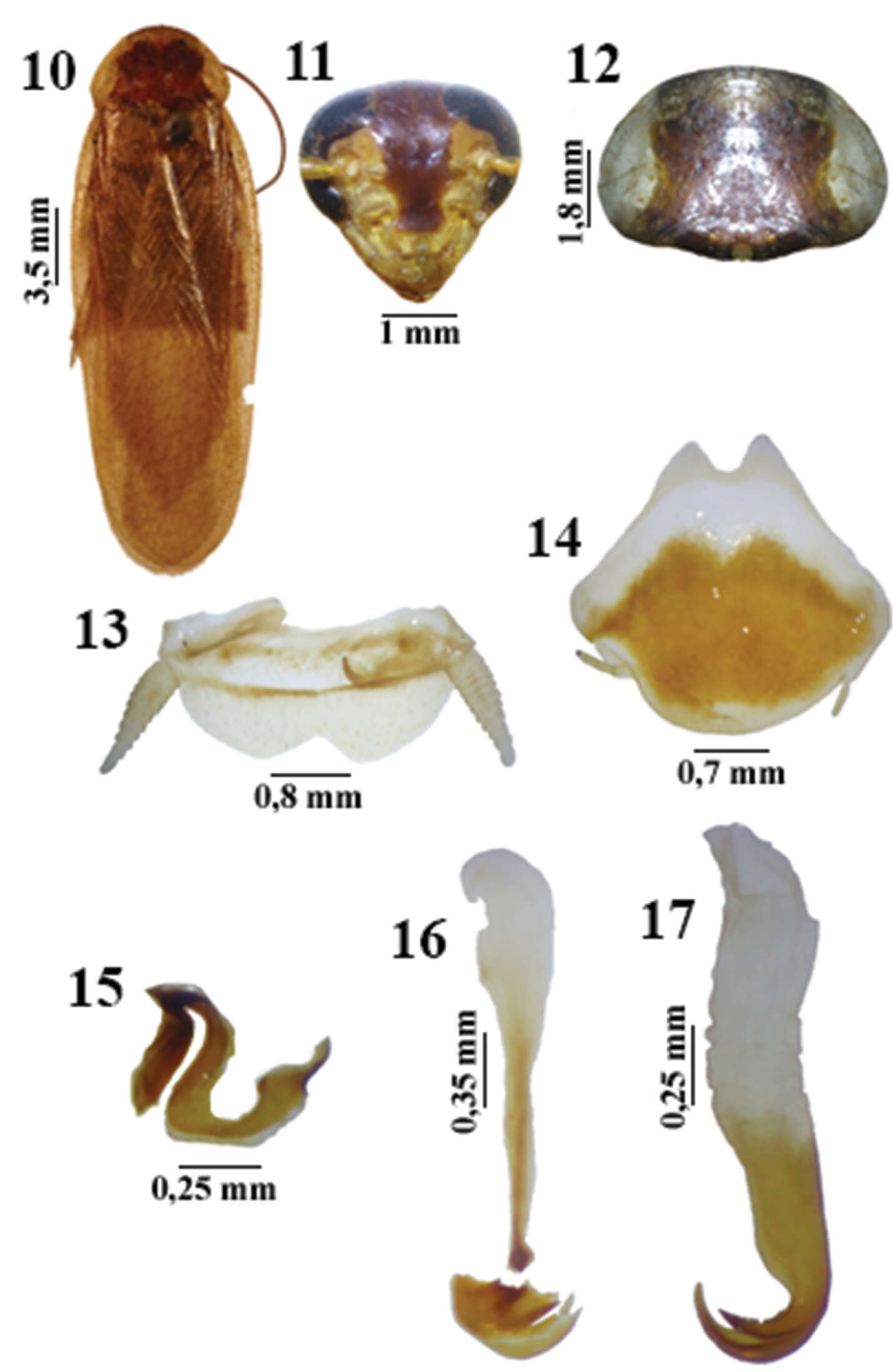 Litopeltis resmi