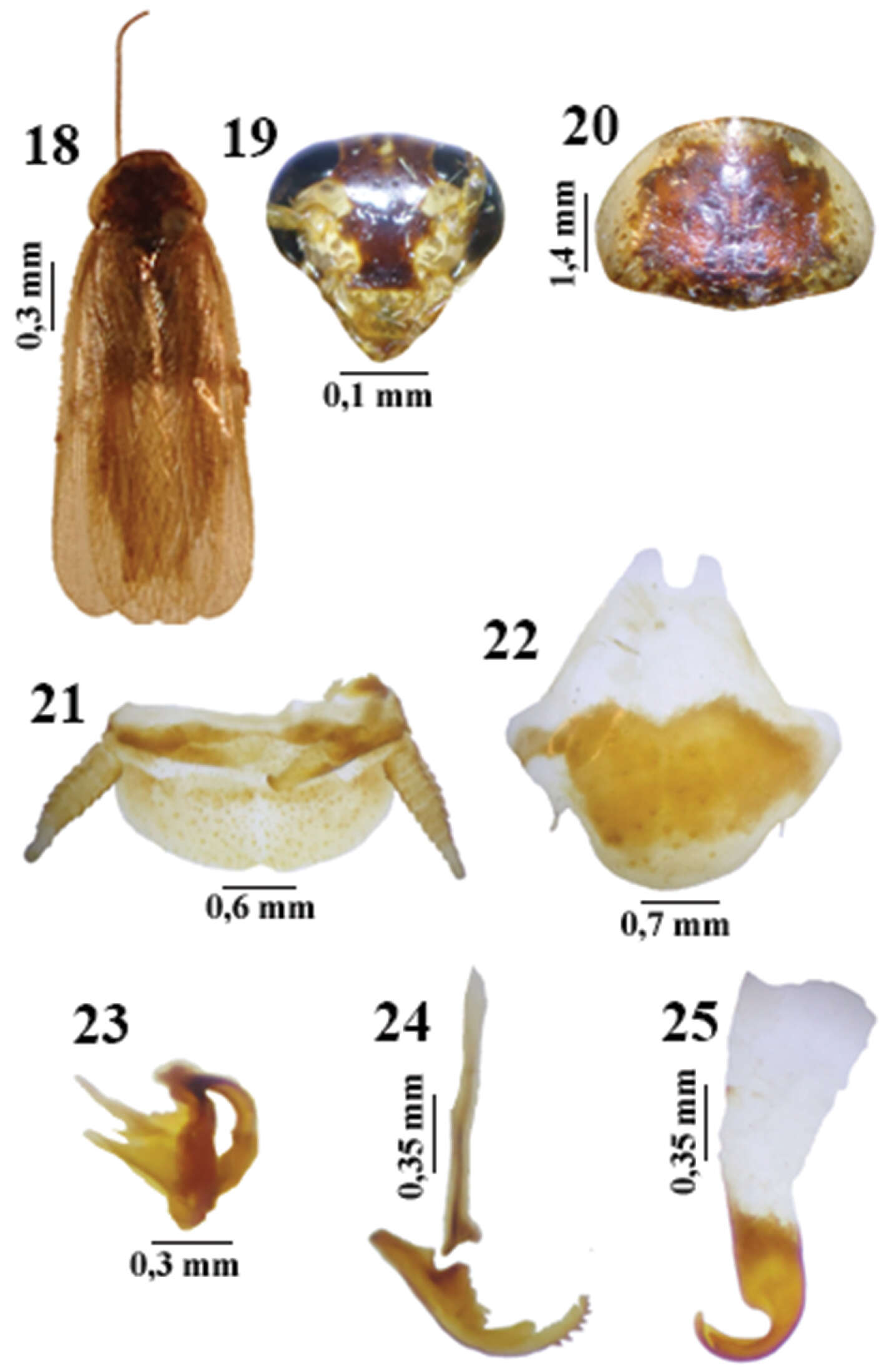 Litopeltis resmi