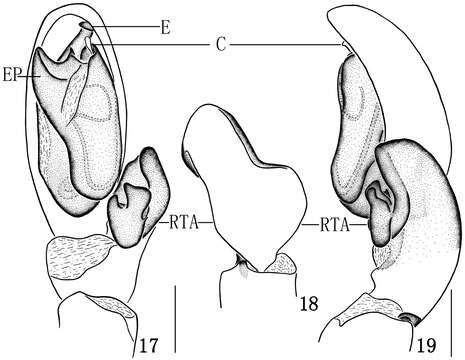 Image of Clubiona bicuspidata Wu & Zhang 2014