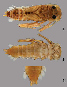 Image de Heptageniidae