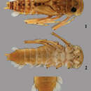 Thalerosphyrus determinatus (Walker 1853) resmi