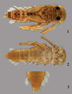 Image of Thalerosphyrus determinatus (Walker 1853)