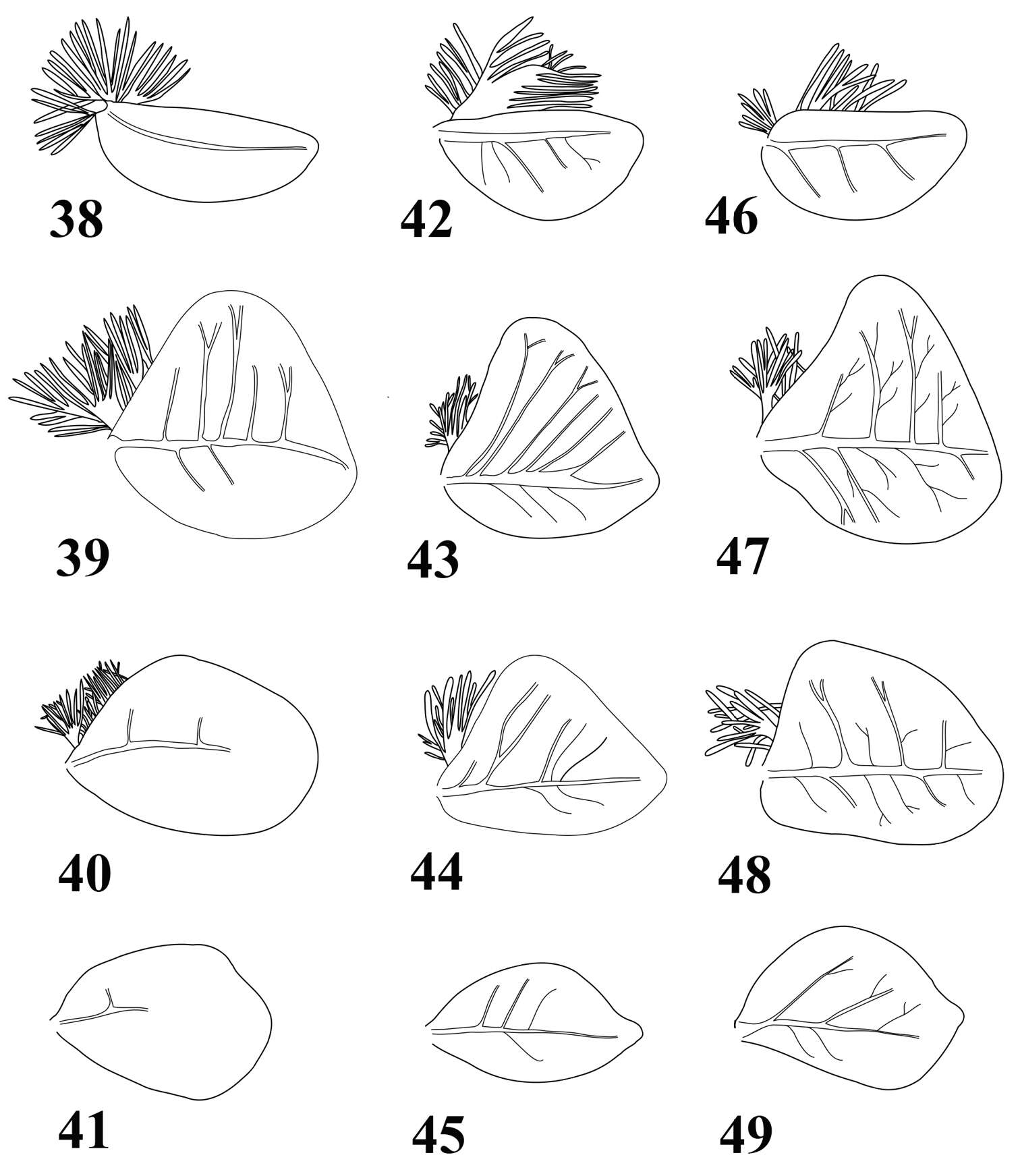 Image of Thalerosphyrus determinatus (Walker 1853)