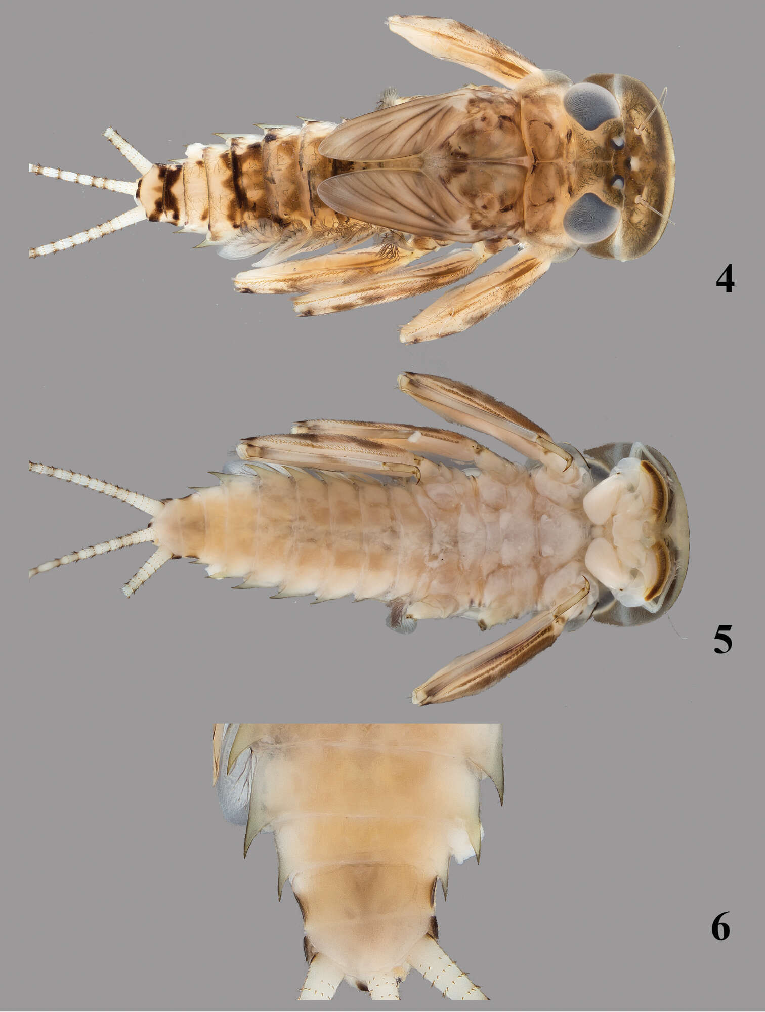 Image of Thalerosphyrus sinuosus (Navás 1933)