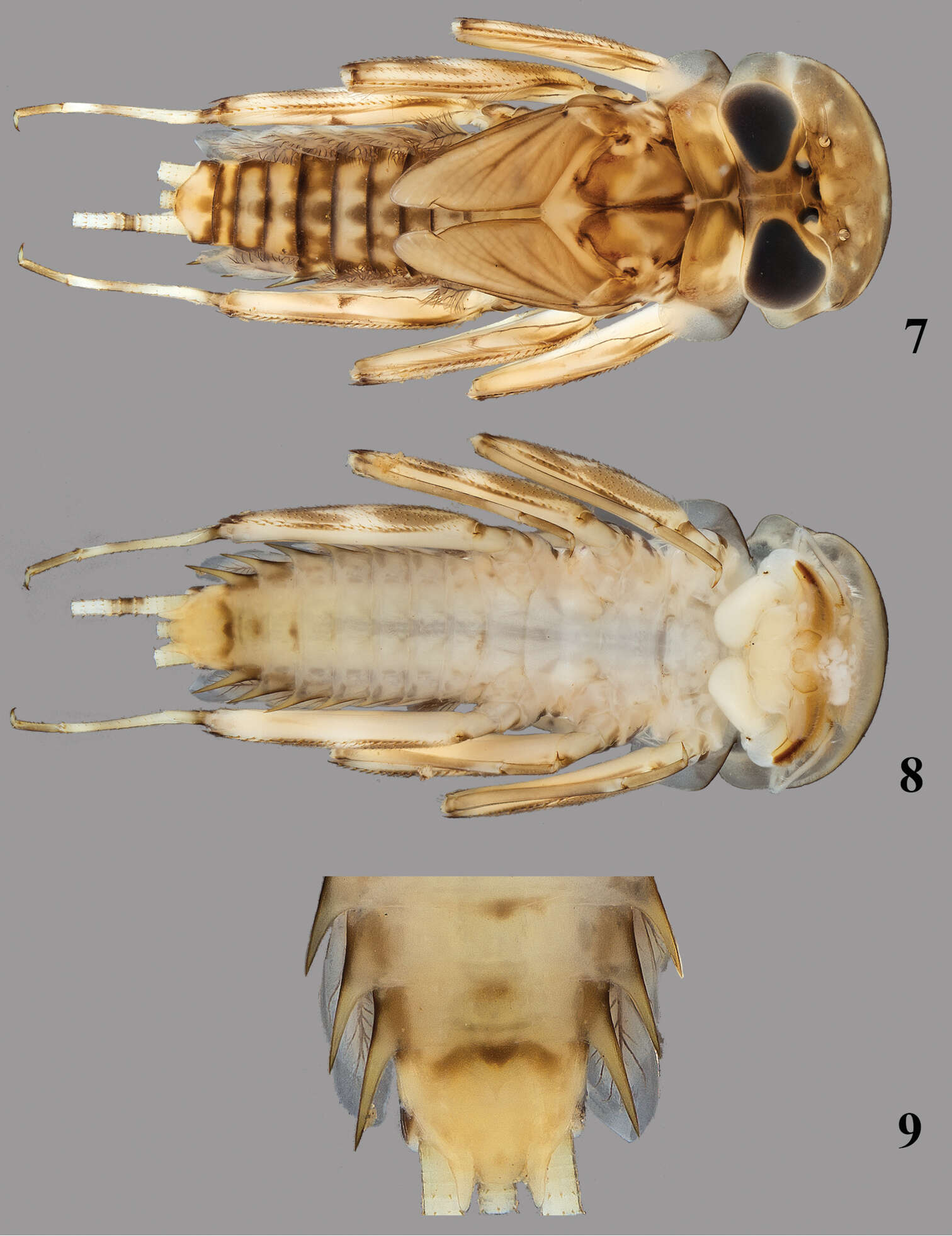 Image of Thalerosphyrus lamuriensis Sartori 2014