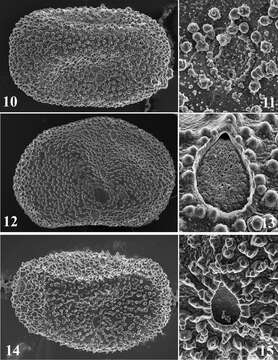 Image of Thalerosphyrus lamuriensis Sartori 2014