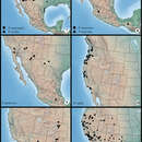 Image of Protorthodes texicana Lafontaine