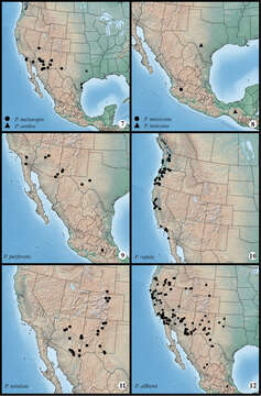 Image of Protorthodes texicana Lafontaine