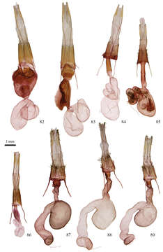 Image of Protorthodes