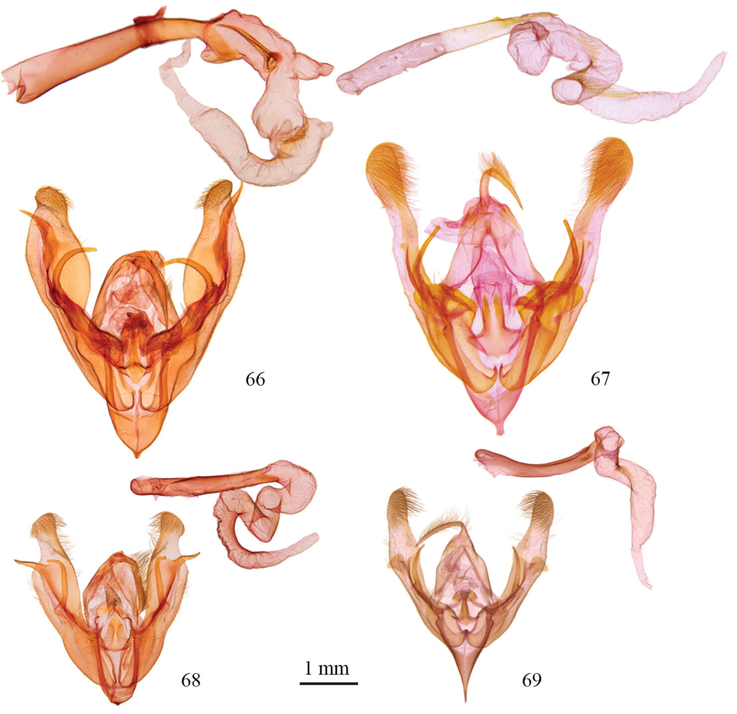 Image of Protorthodes