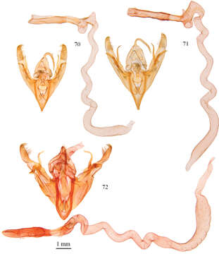 Image de Noctuinae