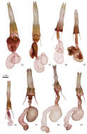Image of Nudorthodes molino Lafontaine, Walsh & Ferris