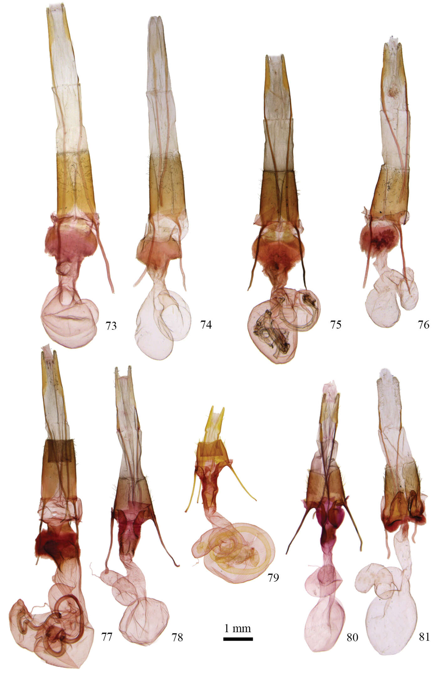 Image of Protorthodes eureka Barnes & Benjamin 1927