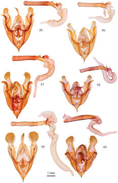 Image of Protorthodes argentoppida McDunnough 1943