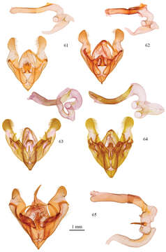 Image of Protorthodes melanopis Hampson 1905