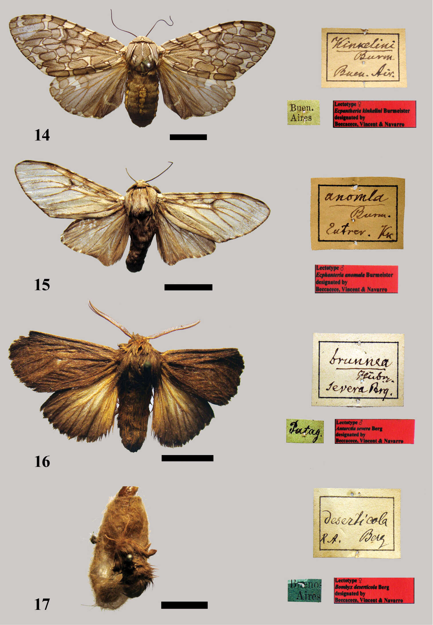 Image of Ecpantheria Hübner 1820