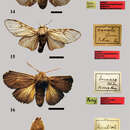 صورة <i>Antarctia severa</i> Hübner 1820