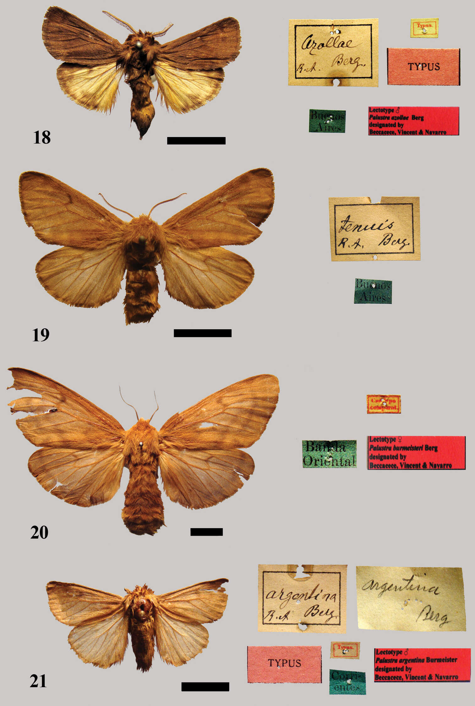 صورة <i>Palustra tenuis</i> Bar 1873