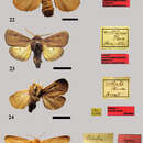 Imagem de <i>Antarctia persimilis</i> Hübner 1820