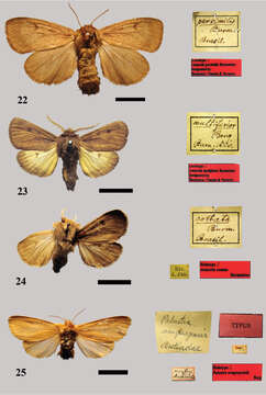 Imagem de <i>Antarctia persimilis</i> Hübner 1820