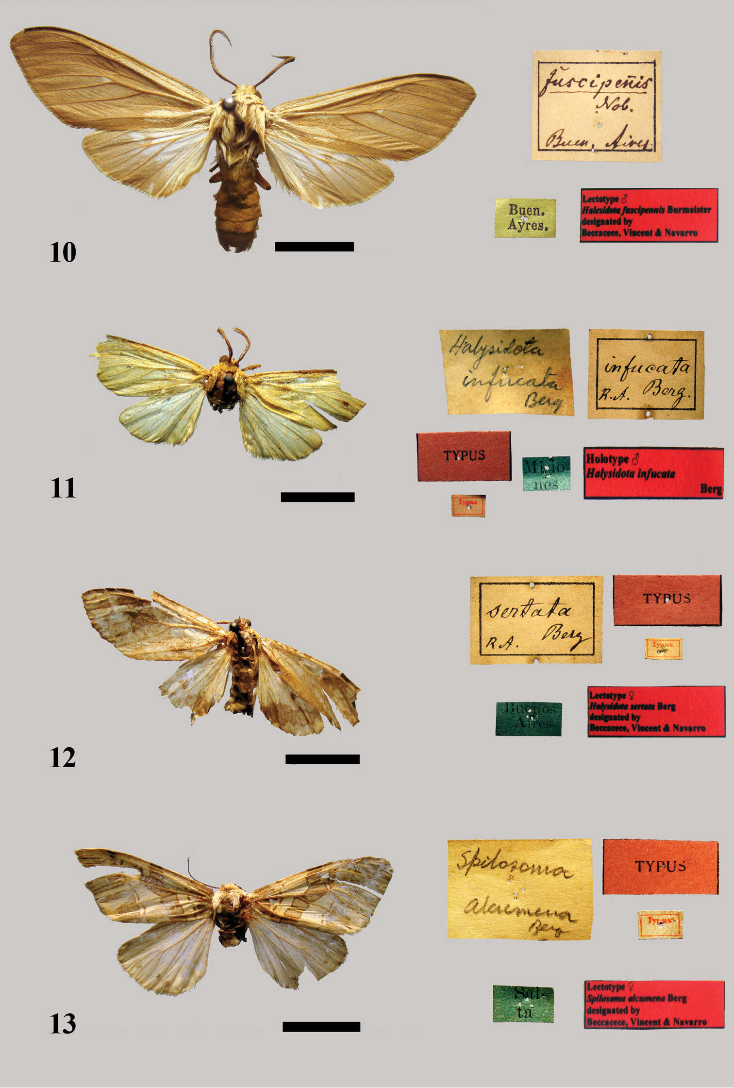 Plancia ëd Eucharia Hübner 1820