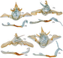 Image of Disphragis bifurcata Sullivan & Pogue