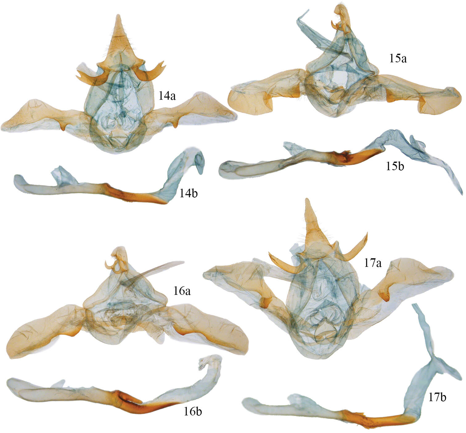 Image of Disphragis sobolis Miller 2011