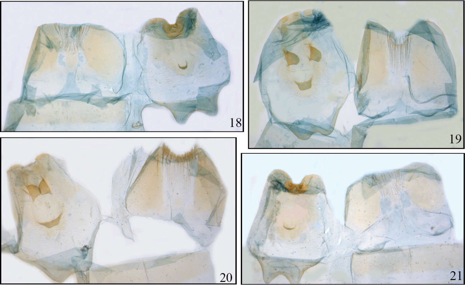 Image of Disphragis sobolis Miller 2011