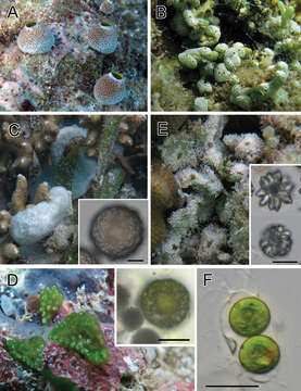 صورة Lissoclinum punctatum Kott 1977