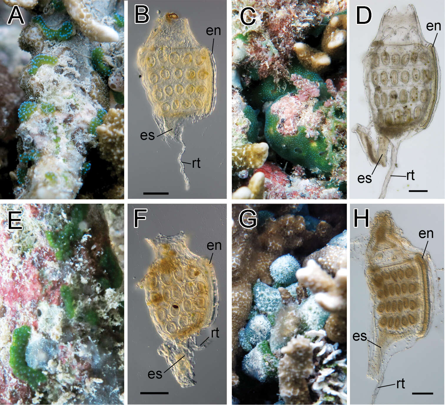 Image of Diplosoma simileguwa Oka & Hirose 2005