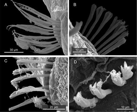 Image of Mediomastus hanedaensis Tomioka, Nishi & Kajihara 2014