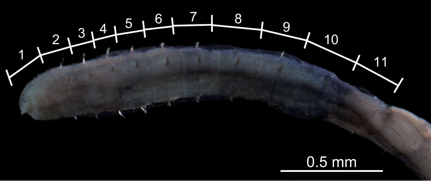 Mediomastus hanedaensis Tomioka, Nishi & Kajihara 2014 resmi
