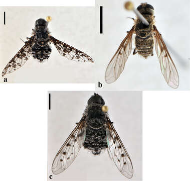 Anthrax seriepunctatus (Osten Sacken 1886) resmi