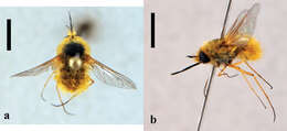 Image of Bombylius