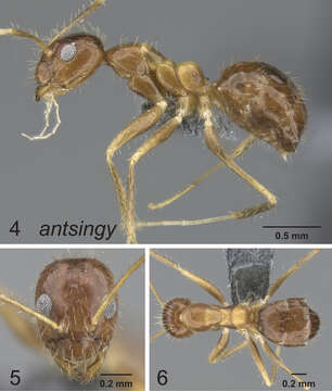 Image of Crazy Ant