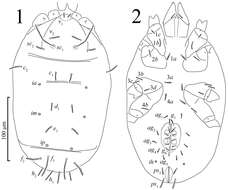 Image of eupodid mites