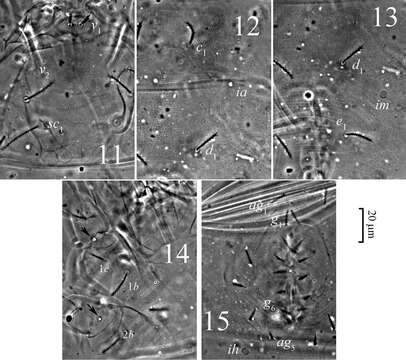 Image of eupodid mites