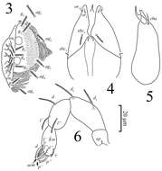 Image of eupodid mites