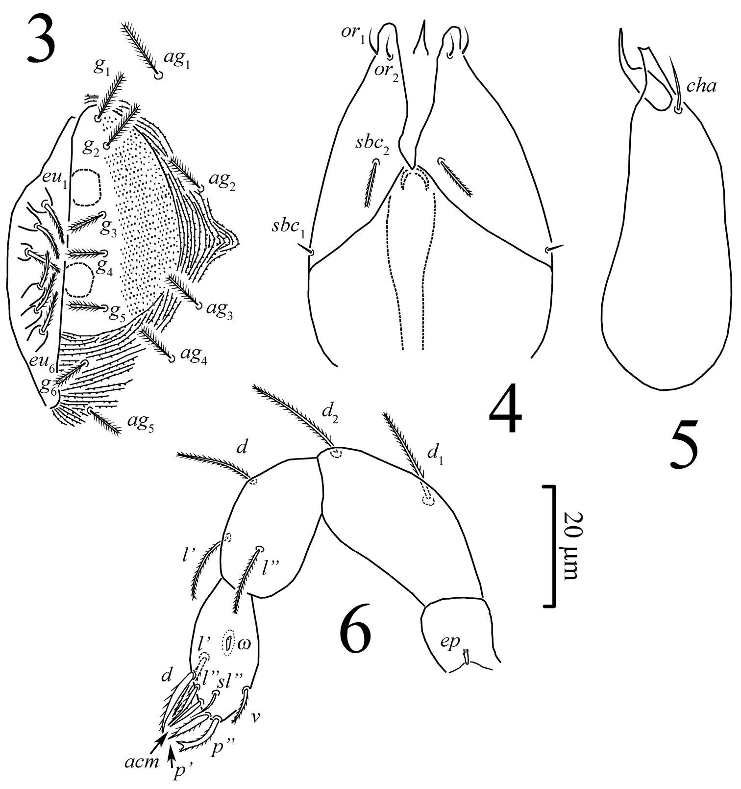 Image of eupodid mites