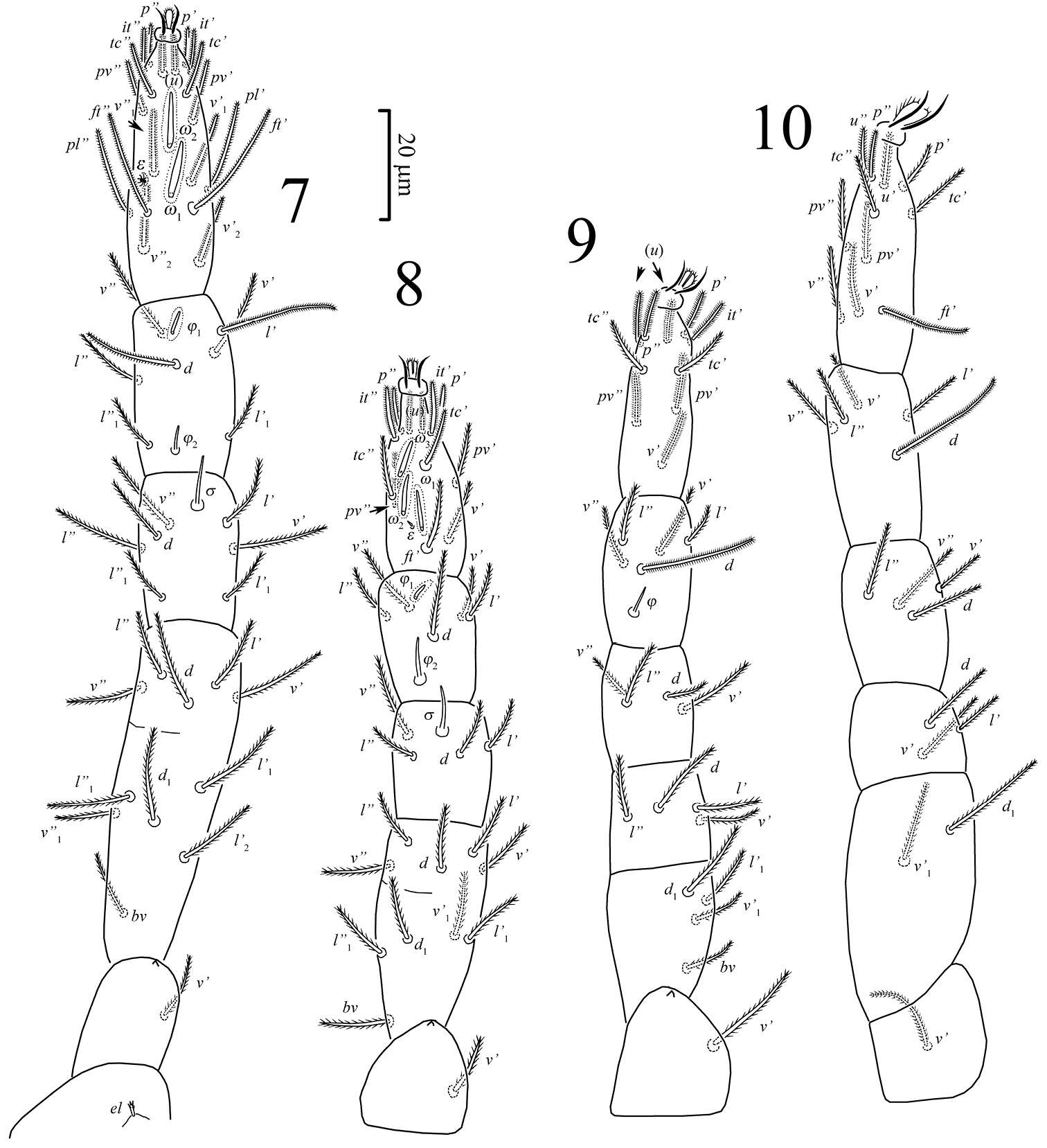 Image of Pseudoeupodes porosus Khaustov