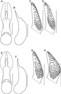 Image of Bolitogyrus sallei (Kraatz 1858)