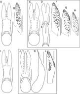 Image of Bolitogyrus salvini (Sharp 1884)