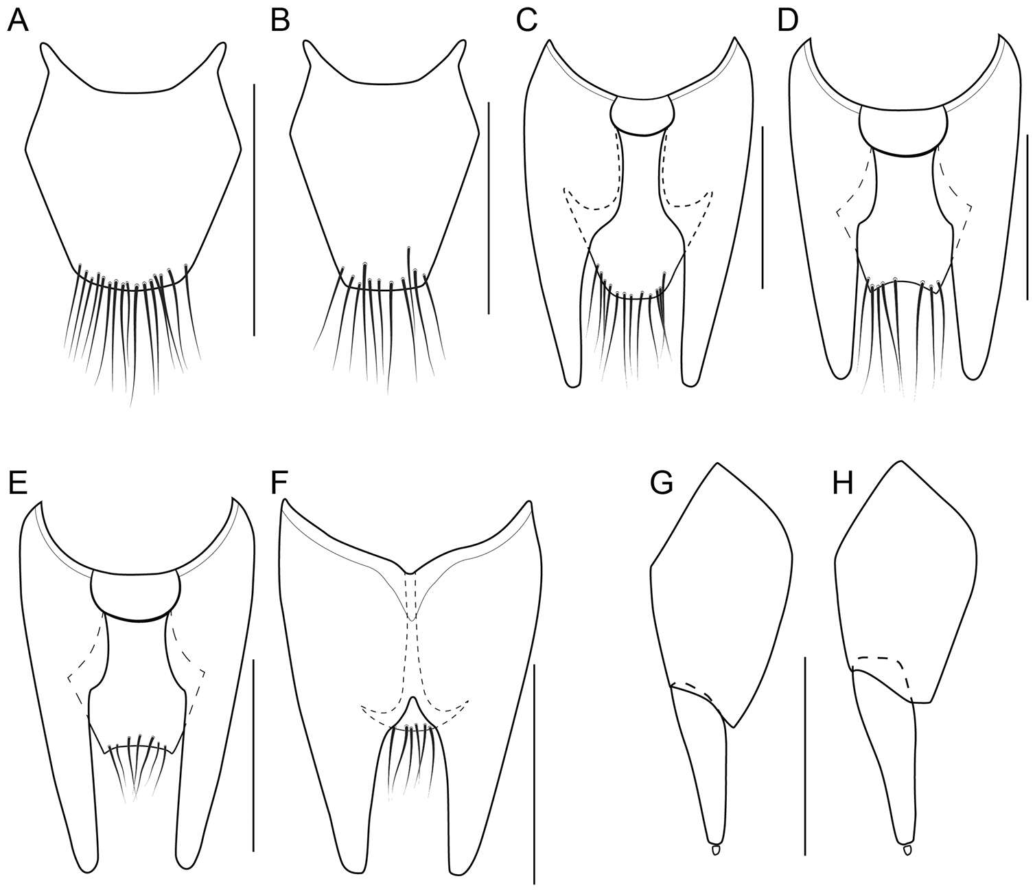 Image of Bolitogyrus salvini (Sharp 1884)