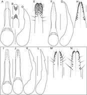 Image of Bolitogyrus bullatus (Sharp 1884)