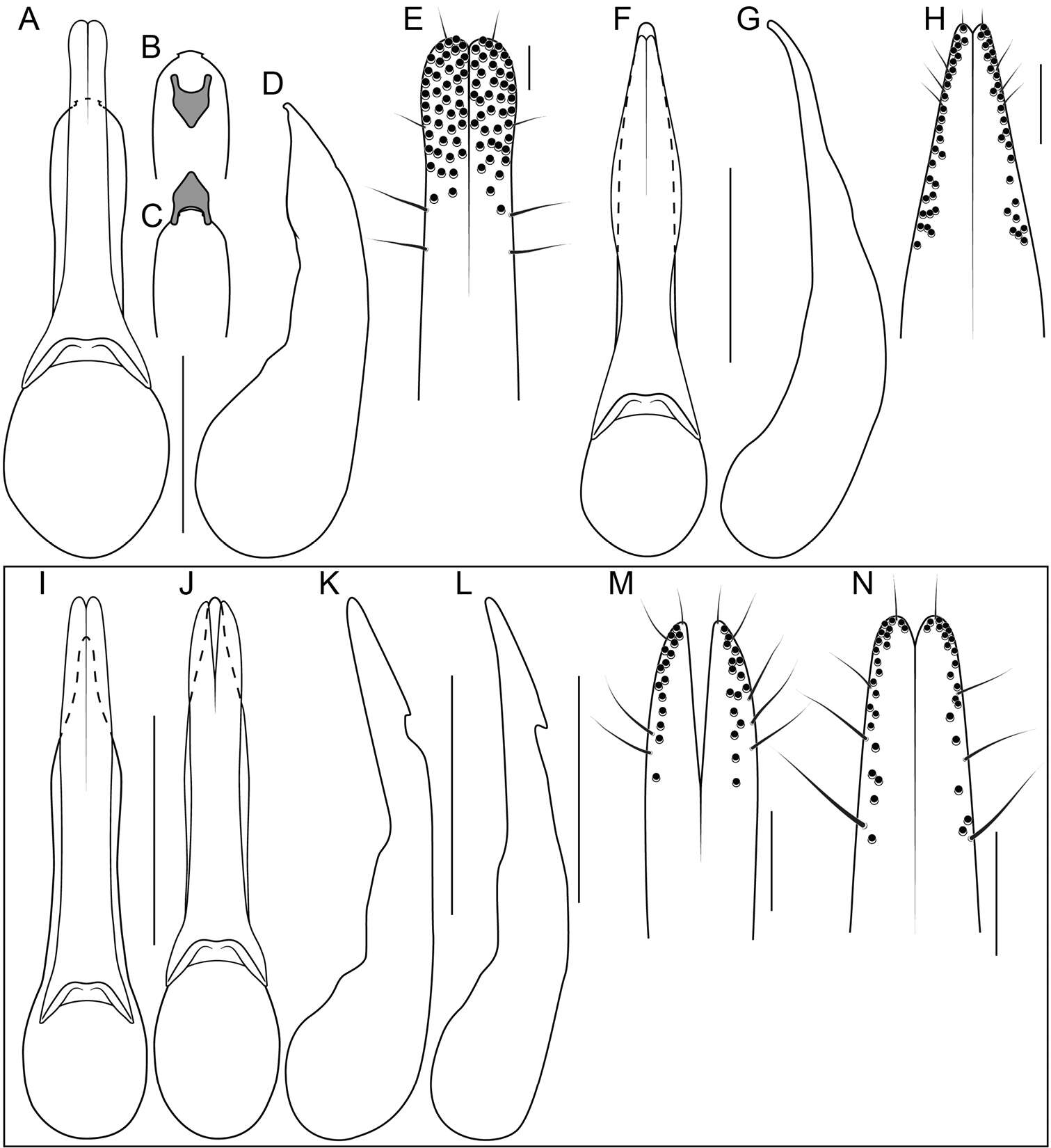 Image of Bolitogyrus bullatus (Sharp 1884)