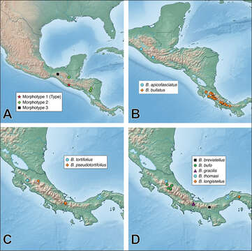 Image de Bolitogyrus apicofasciatus Brunke 2014