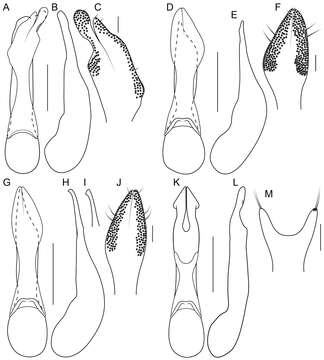 Image of Bolitogyrus tortifolius Brunke 2014