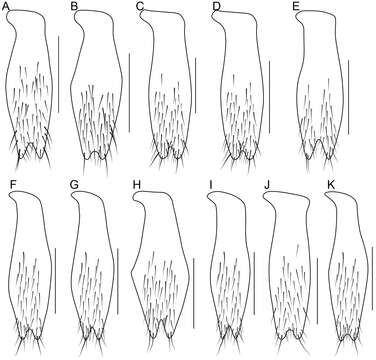 Image de Bolitogyrus tortifolius Brunke 2014